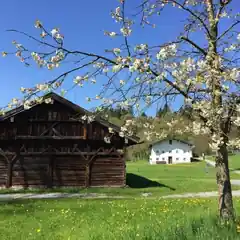Der richtige Schnitt für den Obstbaum