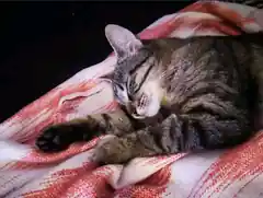 Kater Rudi aus Pfaffing verschwunden