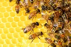 Bienen-Diebstahl
