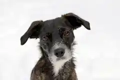 Rund um den Hund