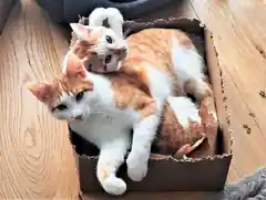 Boris und Basti: Kater-Brüder suchen Zuhause