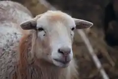 Tierische Fracht