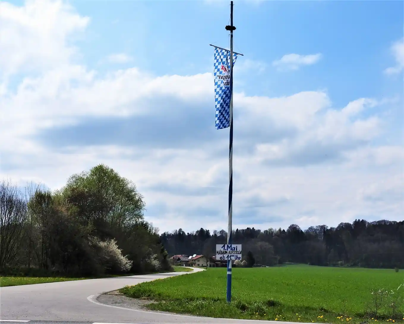 Maibaum-Aufschiam auch in Hart