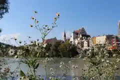 Die Wild- und Heilkräuter der Stadt