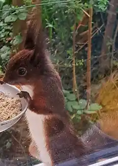 Besuch am Küchenfenster