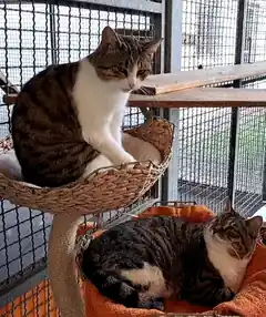 Zwei Katzen suchen neues Zuhause