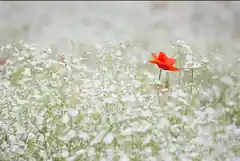 Exkursion: Naturnahe Wiesen