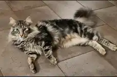 Kater Basti wird vermisst