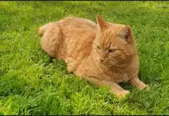 Kater in Evenhausen vermisst