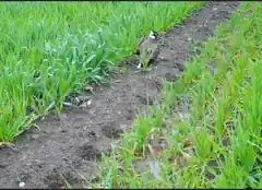 Kiebitz-Sommer im Landkreis Mühldorf