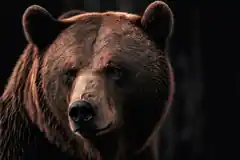 Ein Bär jetzt im Chiemgau