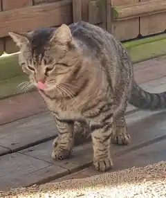 Wer vermisst einen Kater?
