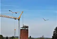 Neues von den Rotter Störchen