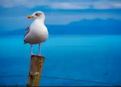 Geflügelpest bei Möwe nachgewiesen