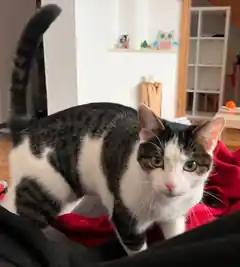 Leo wird vermisst