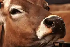Leichter „Tierwohlställe“ beantragen