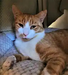 Kater Gismo sucht ein Zuhause