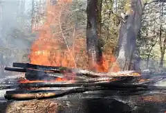 Wieder erhöhte Waldbrandgefahr