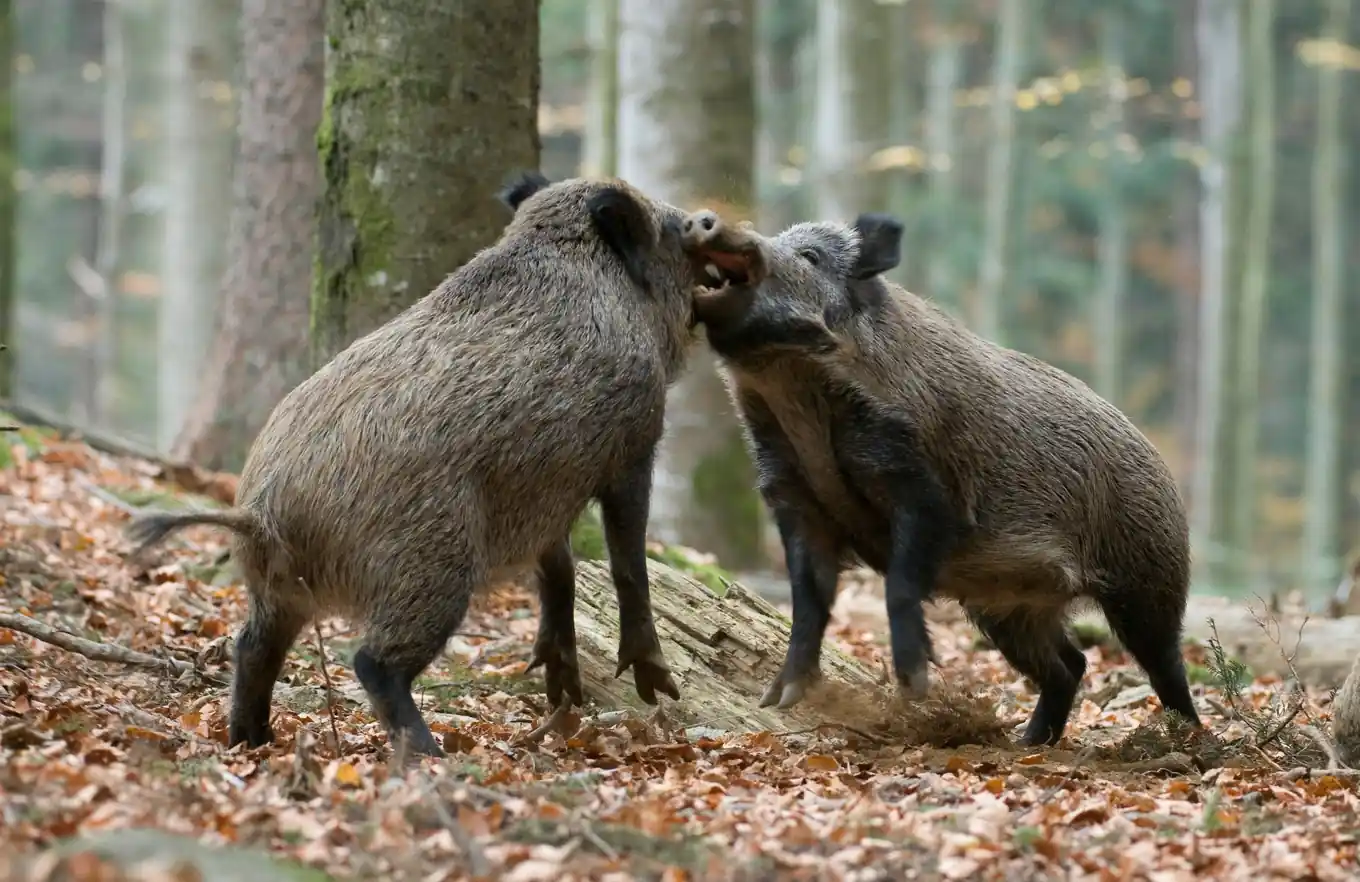 „Eine Gefahr für die Schweinehaltung“