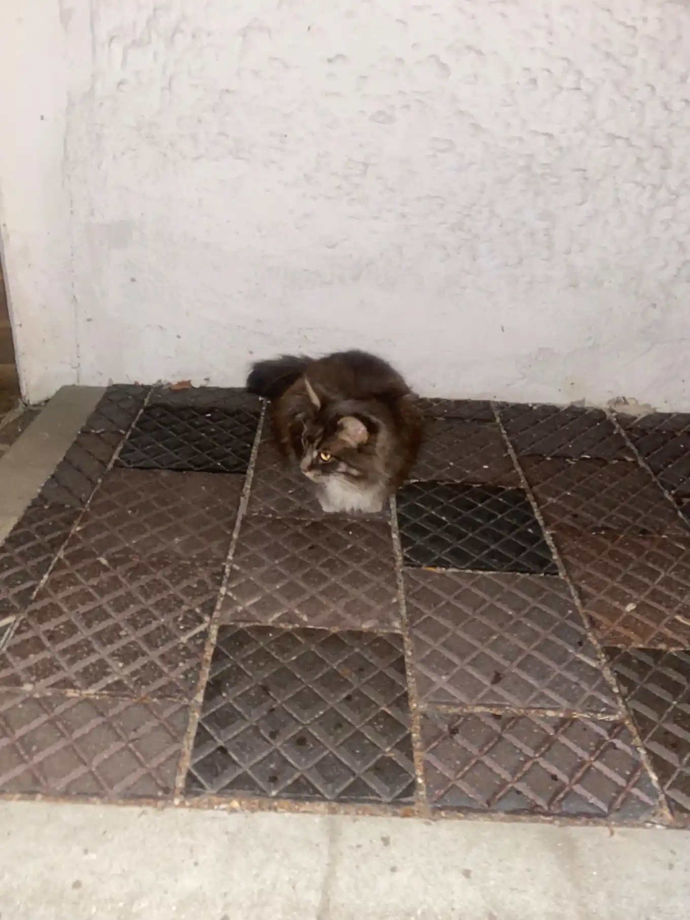 Wem gehört diese Katze?