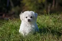 Der biologisch abbaubare Hundekot-Beutel