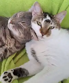 Cimba und Columbus suchen neues Zuhause 