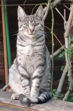 Katze wird vermisst
