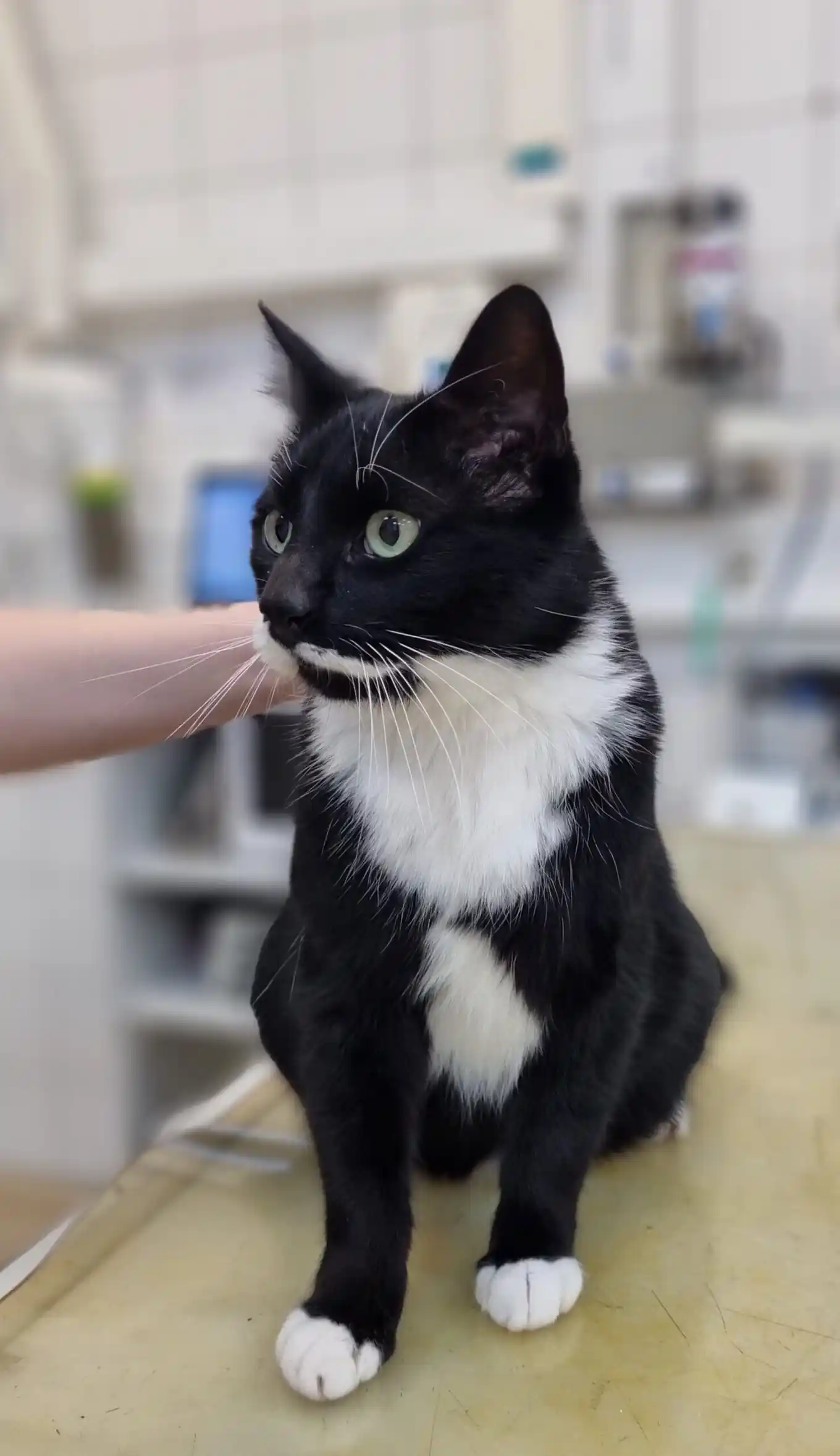 Wem gehören diese Katzen?