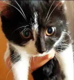 Wem gehört diese Katze?