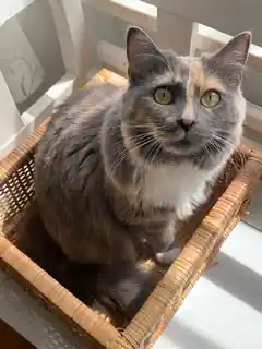Wo ist Nala?