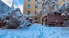 Beide Magnolien müssen weg