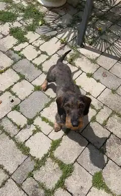 Wo ist der kleine Henry?