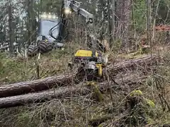 Sturm fegte 30 Bäume um