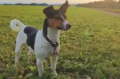 Wo ist die kleine Ida?