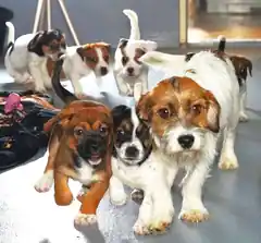 Pfaffing verdoppelt die Hundesteuer