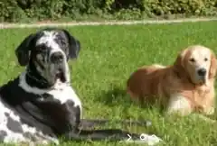 Gesucht sind: Problemhunde