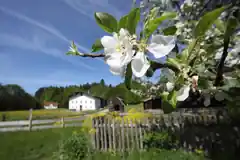 Wie entsteht Fruchtholz?