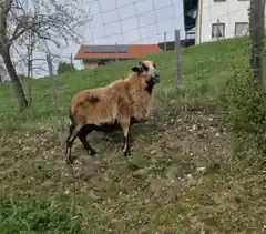 Wem gehört das Kamerunschaf?