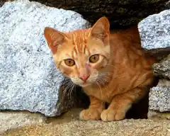 Kommt ein Erlass zum Schutz von Katzen?