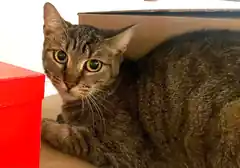 Die Katze saß im Keller