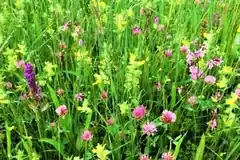 Essbare Blumen und Blüten entdecken