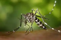 Der Asiatischen Tigermücke auf der Spur
