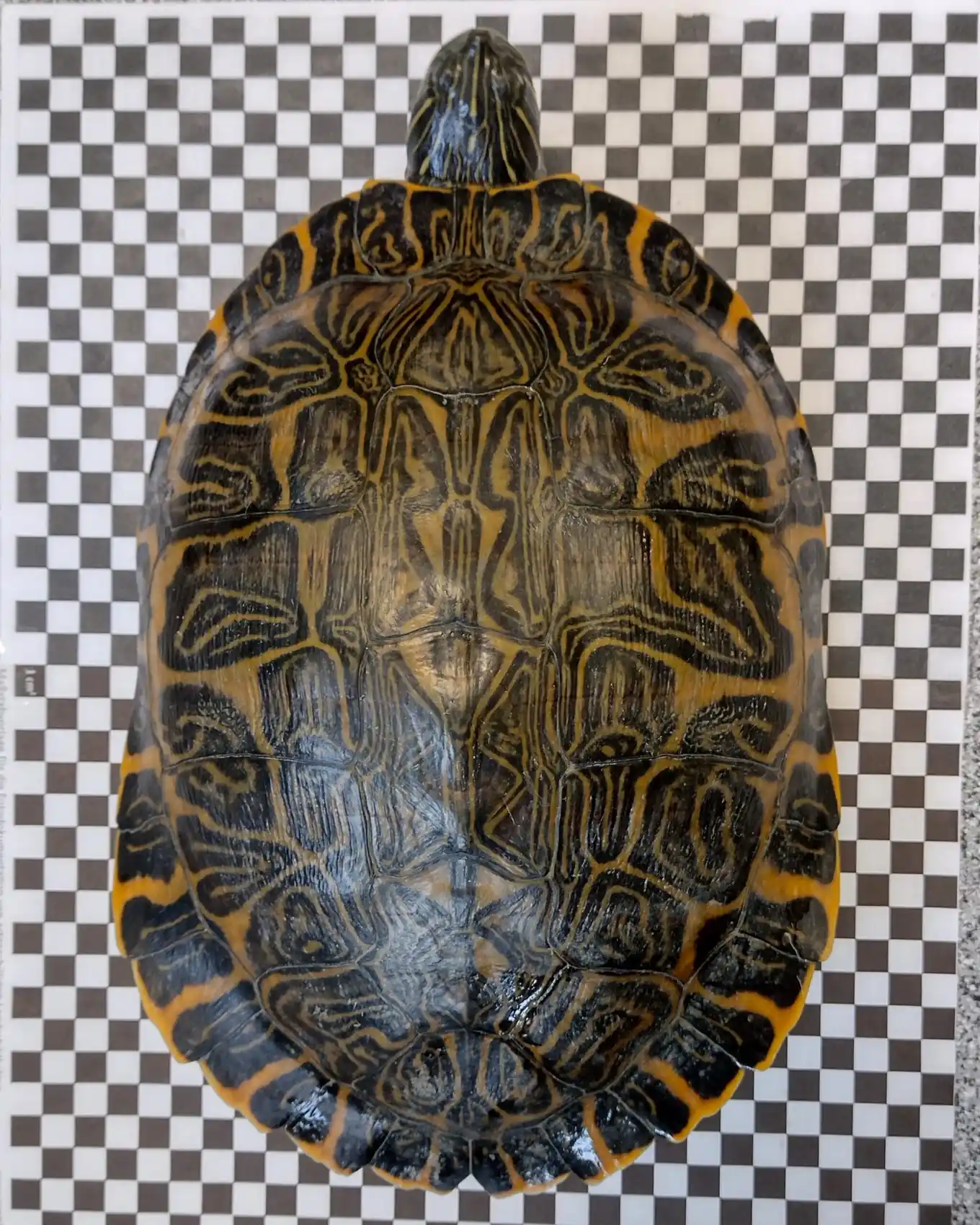 Wer vermisst seine Schildkröte?