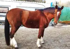 Pferd entlaufen
