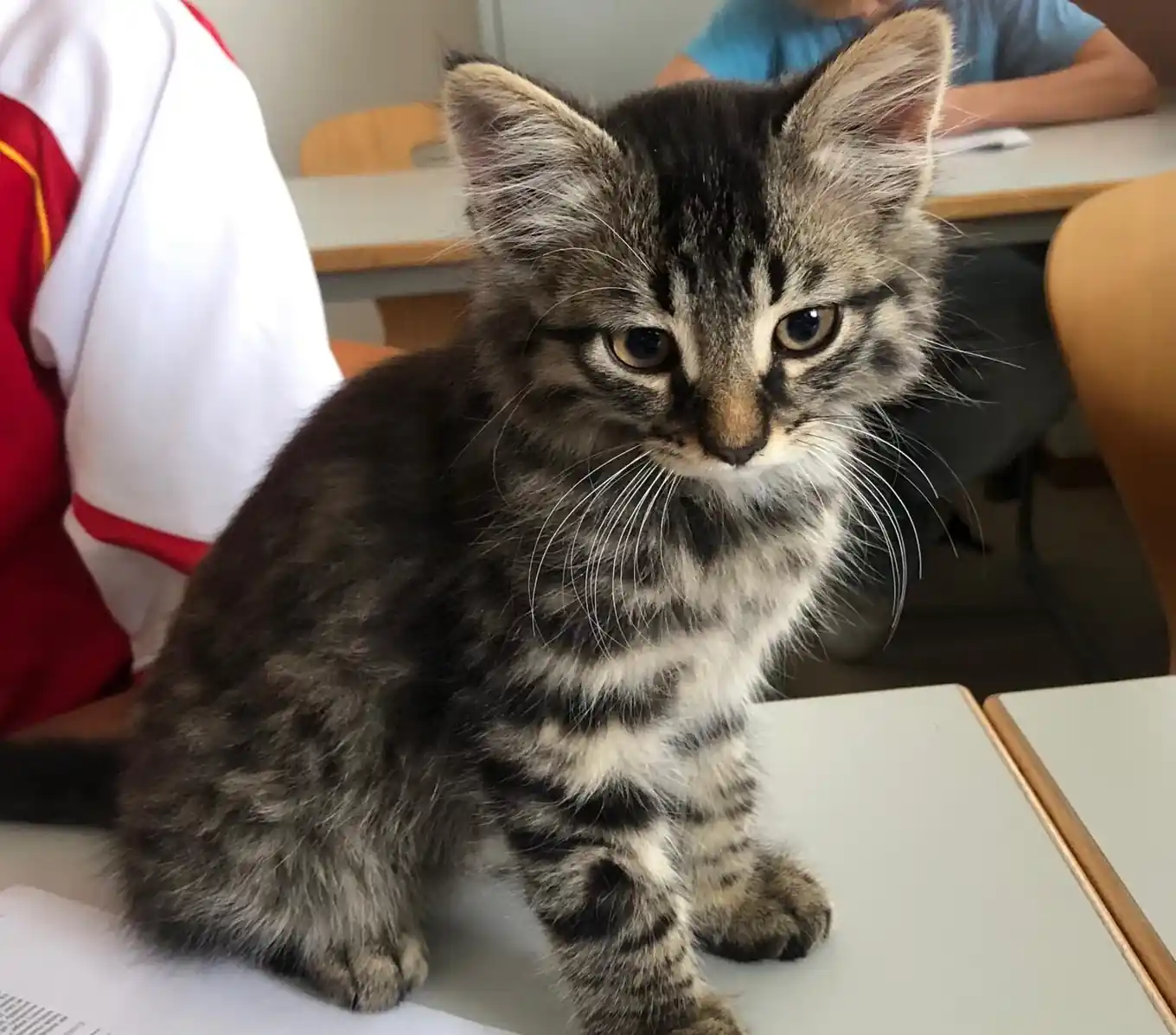 Wem gehört diese Katze?