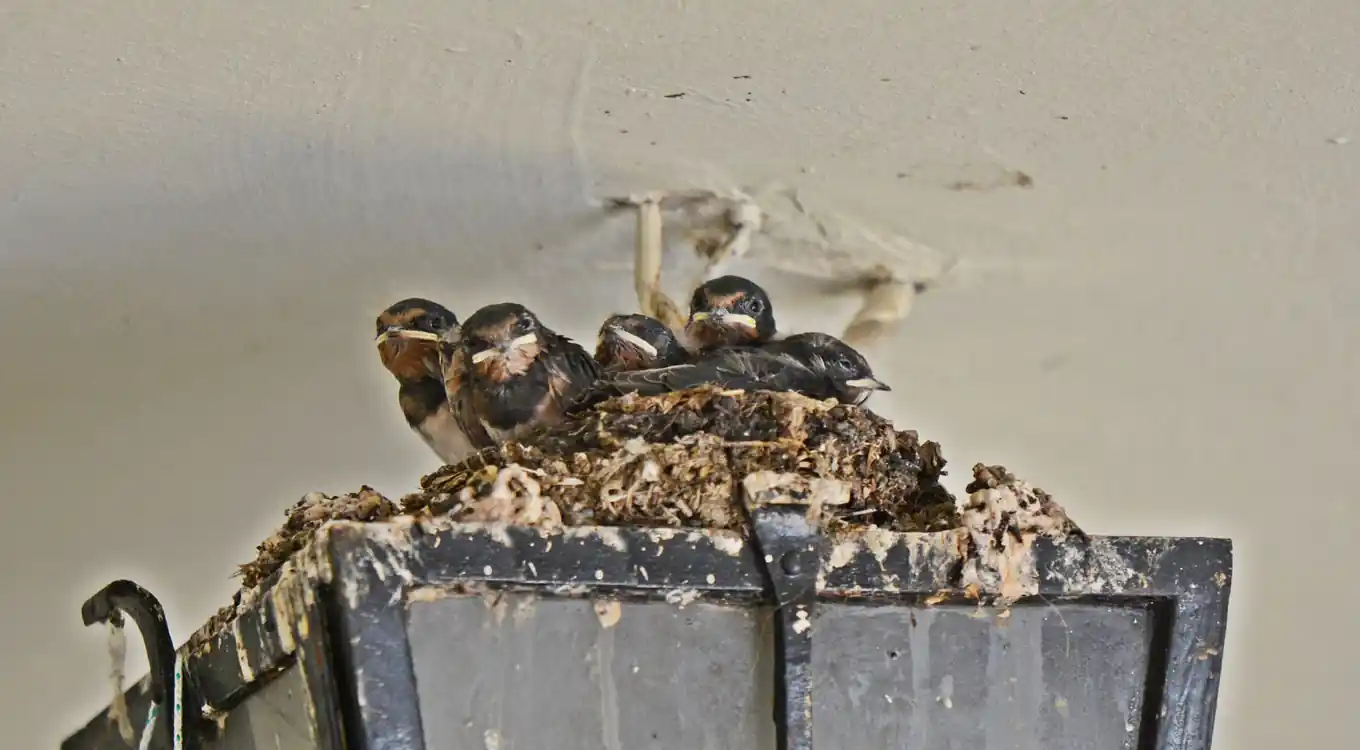 Rauchschwalbenkinder bald flugtauglich