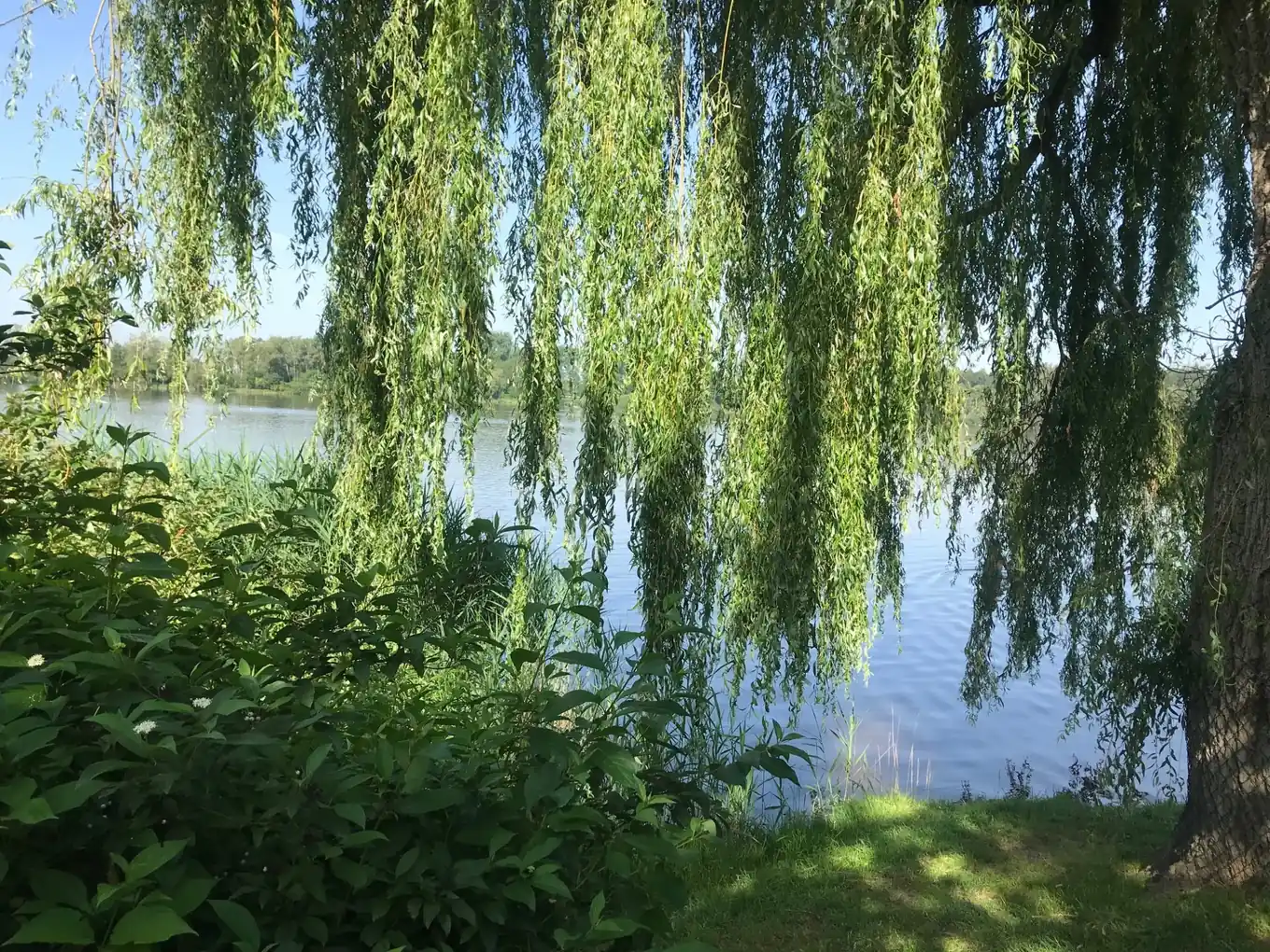 Sommer, Sonne, See
