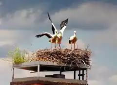 UPDATE zu den Störchen in Rott