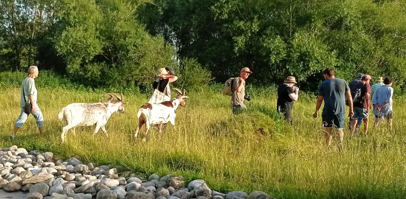 Kiesgrube wird zum Naturparadies