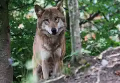 Gericht kippt Gesetz zum Wolfs-Abschuss